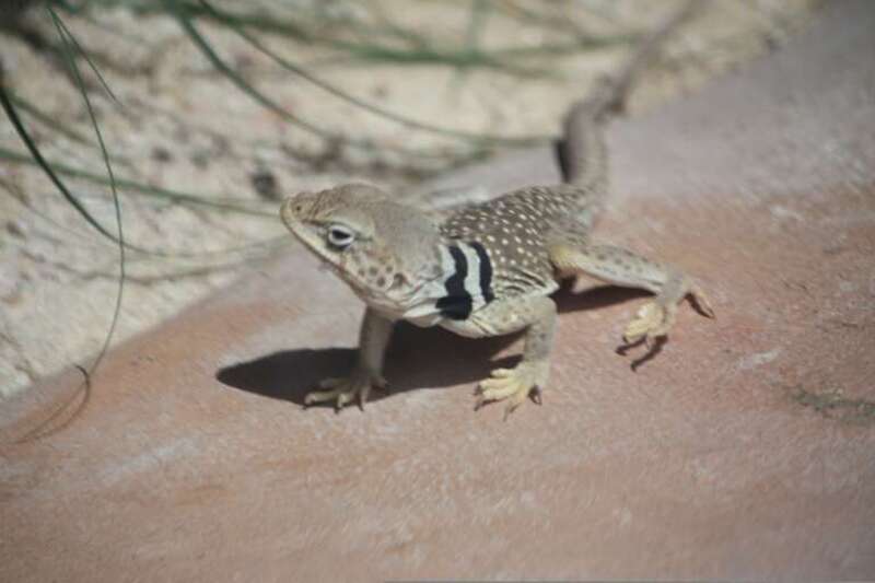 Lizard in Las Vegas, Nevada, United States