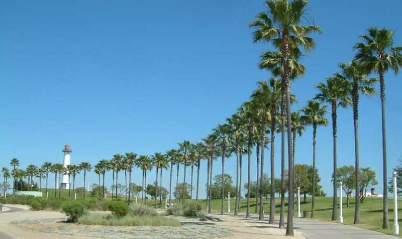A landscape avenue (allée) of palm trees, in a city park in Long Beach, Los Angeles County, California.
Mexican fan palm (Washingtonia robusta) trees.