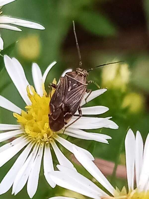North American Tarnished Plant Bug (Lygus lineolaris)