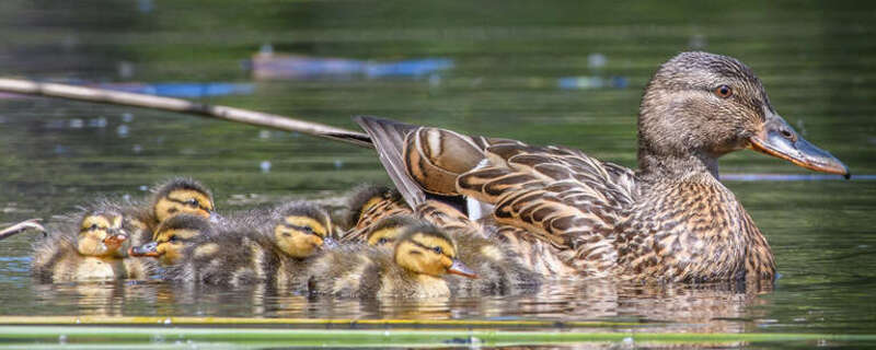 Mallard with ducklings