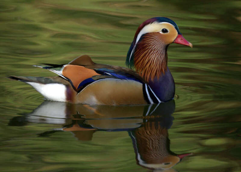 Mandarin Ducks: Yorba  Regional Park