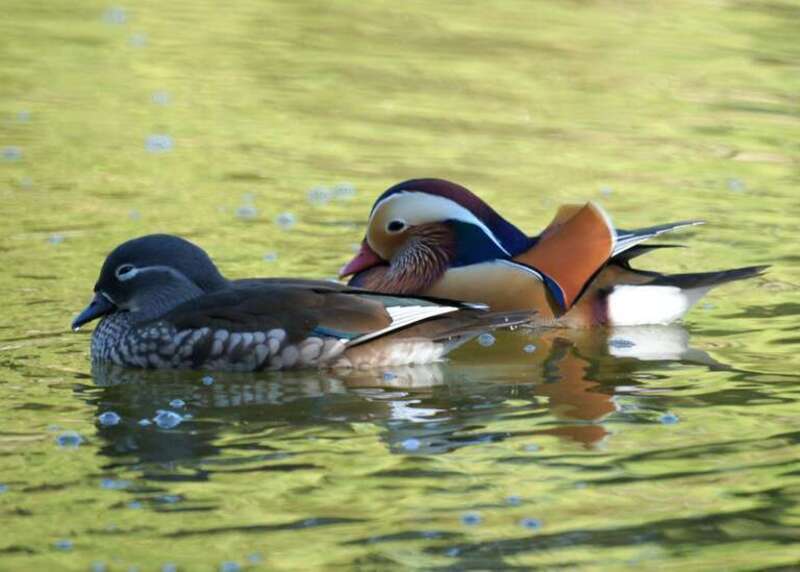 Mandarin Duck: Yorba Regional Park