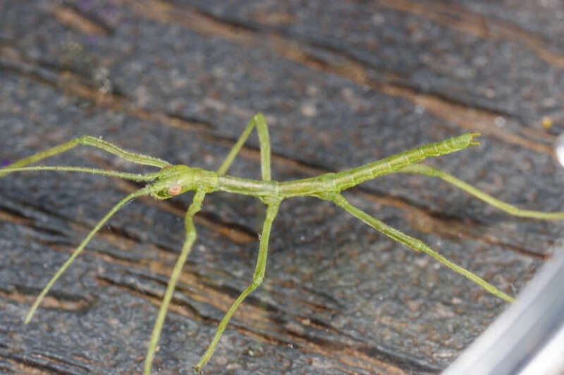 Giant Walkingstick (Megaphasma denticrus). Species of insect.