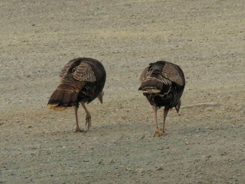 Meleagris gallopavo Linnaeus, 1758, Wild Turkey, Mitchell Canyon, Mount Diablo State Park, California, USA, 4 June 2018