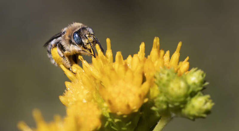 Melissodes stearnsi honeybee on coastal goldbush at Batiquitos Lagoon, California, USA