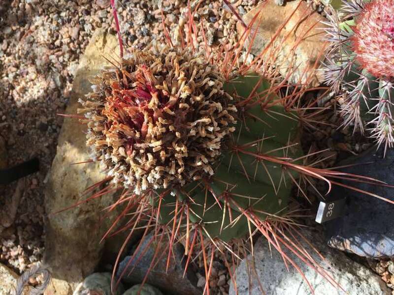 Melocactus levitestatus. Taken at the Denver Botanic Gardens.