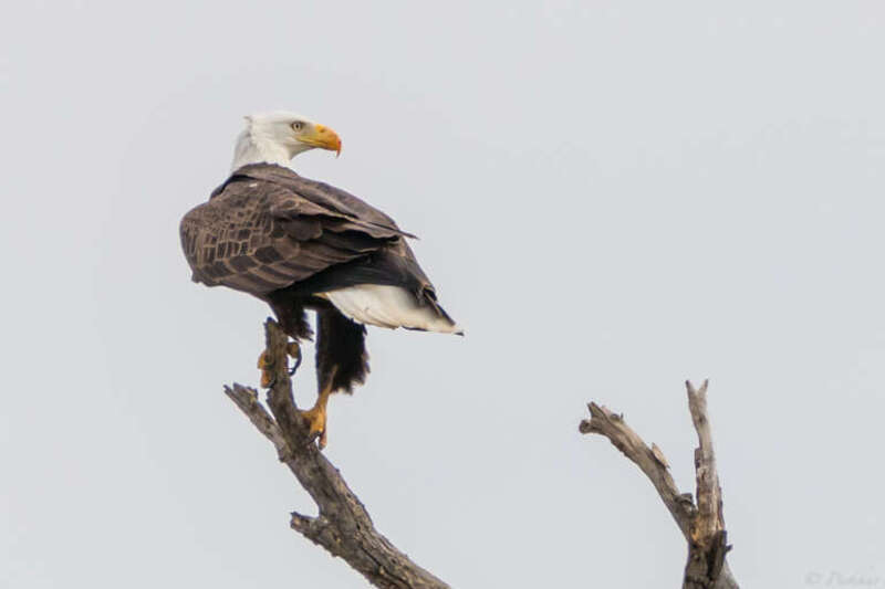 500px provided description: Keeping an eye on the female, this majestic eagle was waiting on the tree. [#birds ,#wildlife ,#texas ,#bald eagle ,#texoma]
