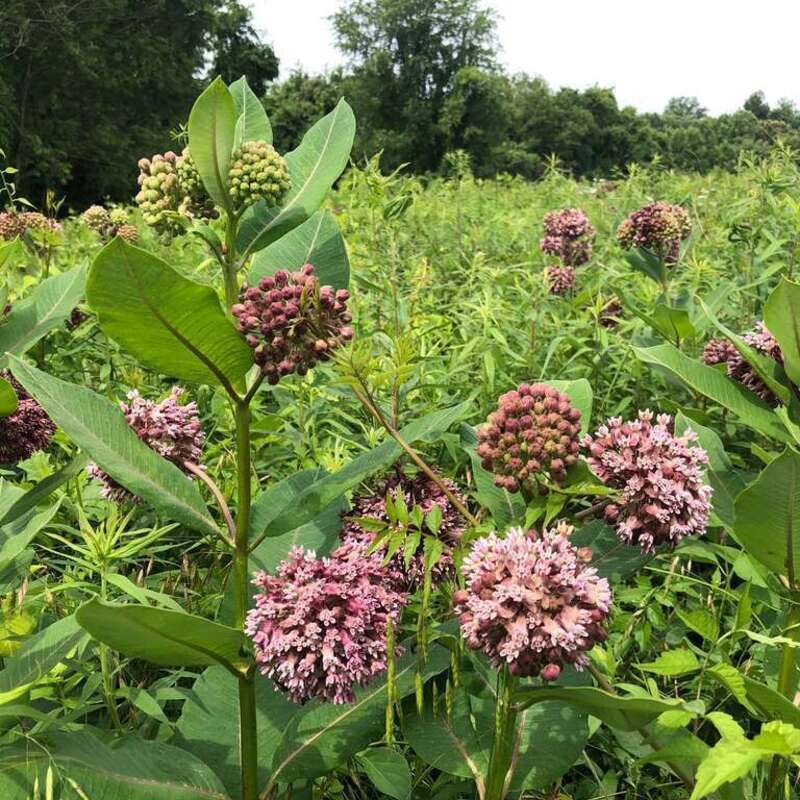Milkweed at the Arboretum