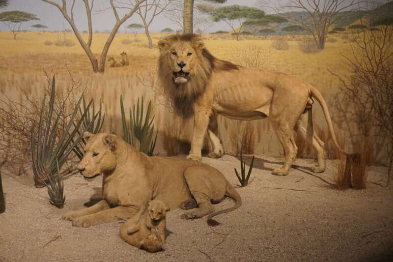 Lions with cubs in the Savanna Bush diorama in the Eastern Africa gallery of the Africa exhibit at the Milwaukee Public Museum in Milwaukee, Wisconsin (United States).