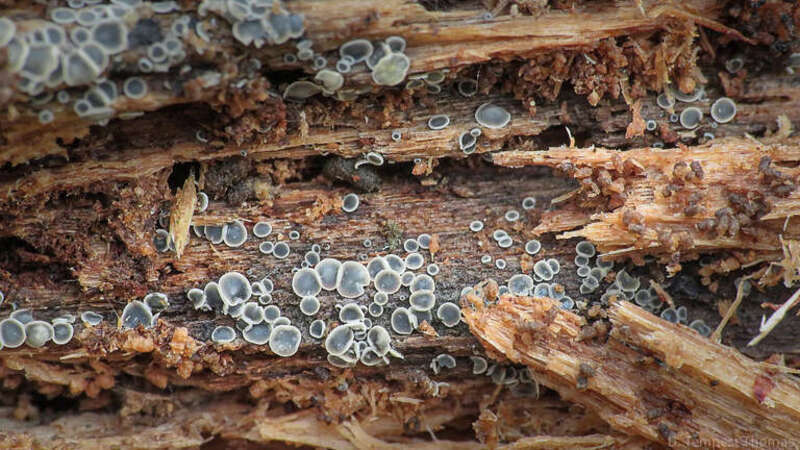 common grey disco (Mollisia cinerea)