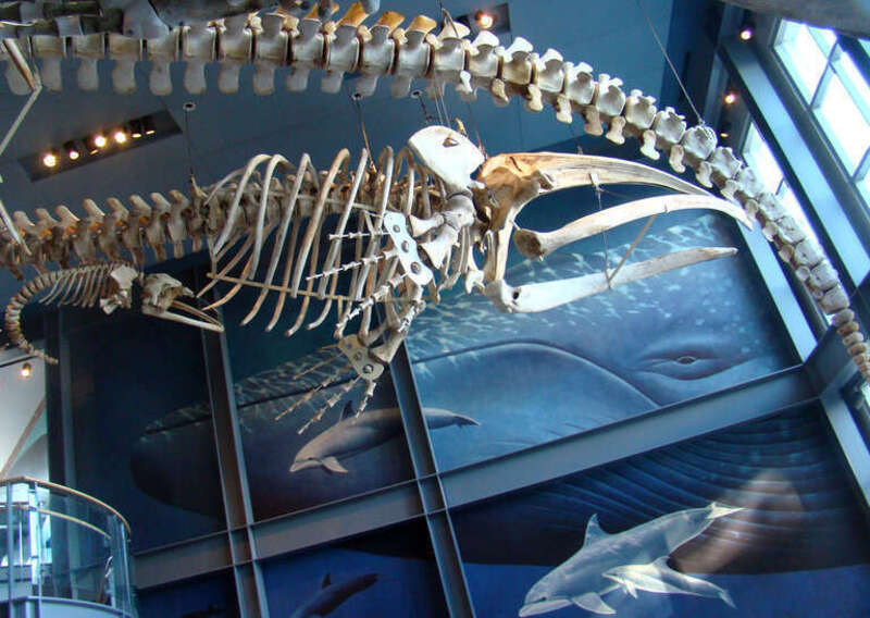 New Bedford Whaling Museum, New Bedford, Ma. &amp;lt;a href=&quot;http://www.whalingmuseum.org/&quot; rel=&quot;noreferrer nofollow&quot;&amp;gt;www.whalingmuseum.org/&amp;lt;/a&amp;gt;
A pregnant northern right whale and the fetus she was carrying. This is believed to be the only