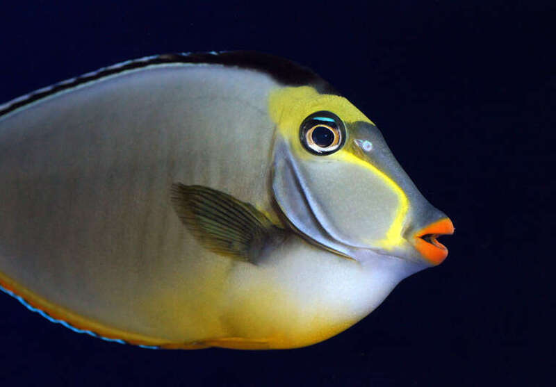 The naso, or lipstick, tang (Naso lituratus) has been popular with marine aquarists since the beginning days of marine fish exportation from the Philippines. N. lituratus is an excellent ambassador for what may well be the most peaceful genus of