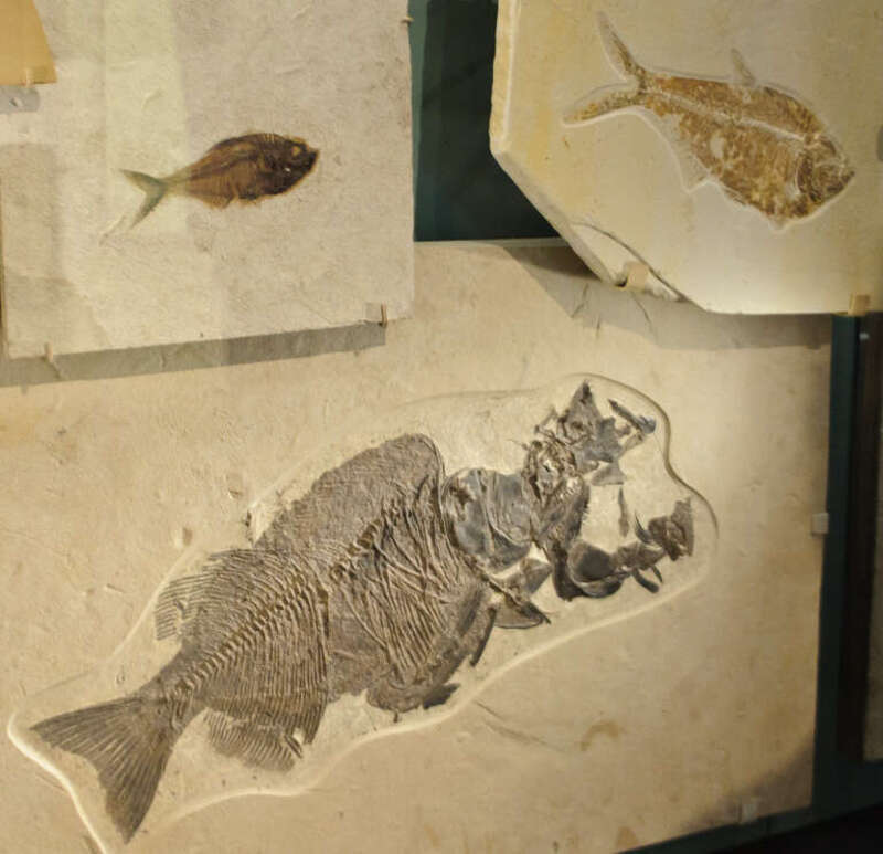 Fish fossils from the riverbed of the Green River in Utah.
The Natural History Museum of Utah, located on the University of Utah campus at its new Rio Tinto Building home, is best known for its excellent collection of fossils (especially dinosaur