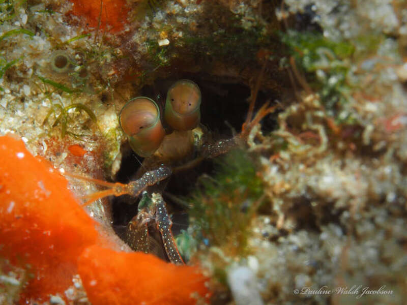 Dark Mantis (Neogonodactylus curacaoensis)