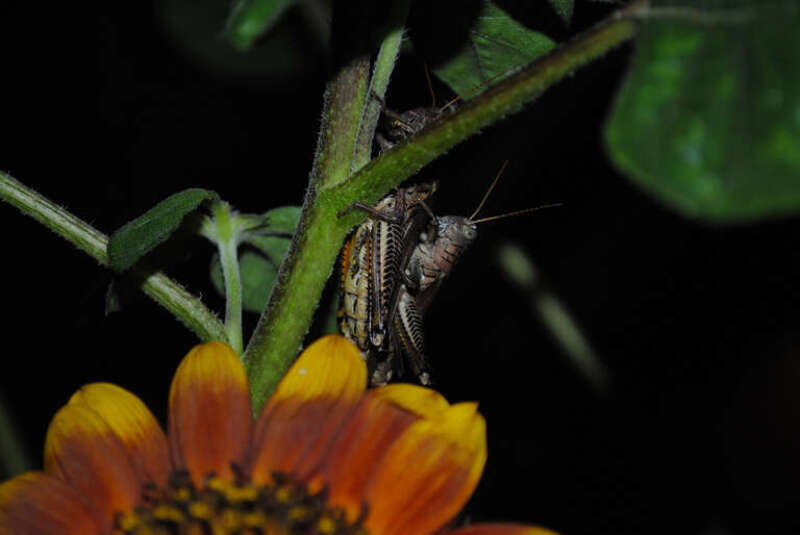 500px provided description: Party time in the Shaw District, Washington DC [#flowers ,#urban ,#summer ,#closeup ,#plant ,#insect ,#garden ,#washington dc ,#sunflower ,#grasshopper ,#pollen ,#urban garden ,#downtown DC]