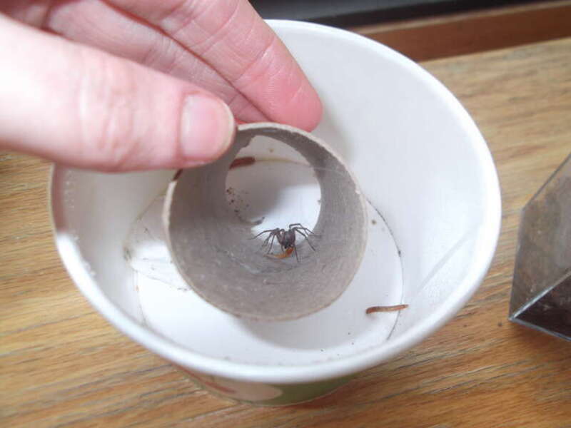captive adult female tegenaria domestica feeding on a mealworm
