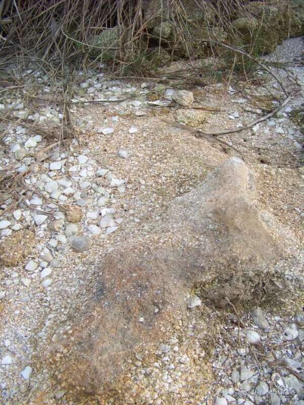 Remains of oyster midden at Nocoroco site in Tomoka State park, Ormond Beach, Volusia County, Florida