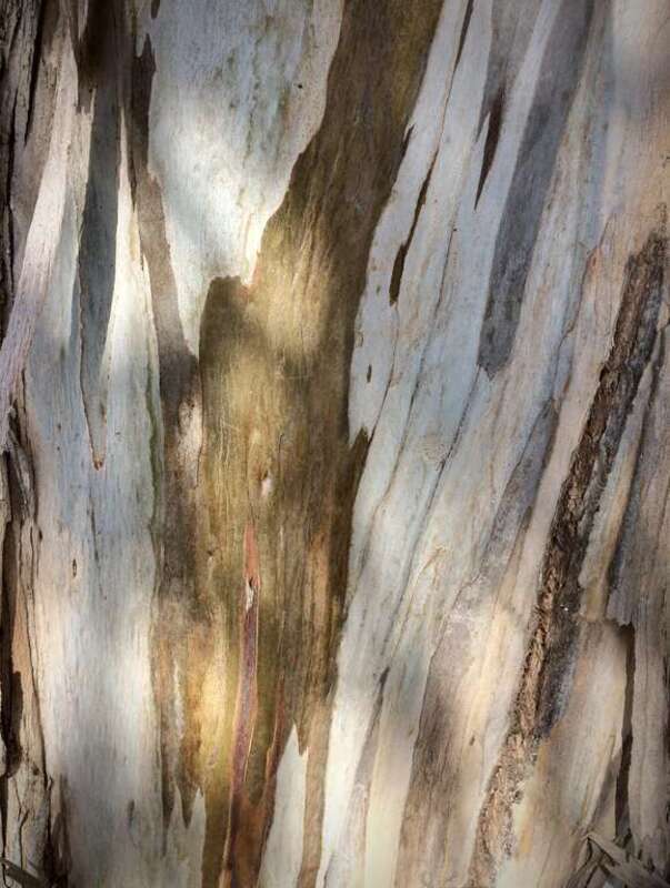 One of the old-timers, on the bluff above the beach. This is where the residents of the pretty Hearst houses get down to the beach. The young and spry ones, anyway. Being neither, I was struggling....

Eucalyptus globulus, planted in George Hearst