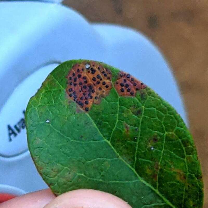 Ophiodothella vaccinii