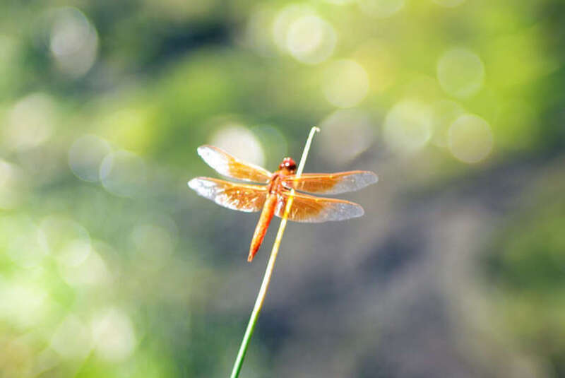 500px provided description: Not using a Macro lens, just saw this guy sitting there and had to take a picture. [#color ,#nature ,#summer ,#bright ,#close-up ,#leaf ,#orange ,#grass ,#insect ,#little ,#blur ,#flora ,#dragonfly ,#outdoors]