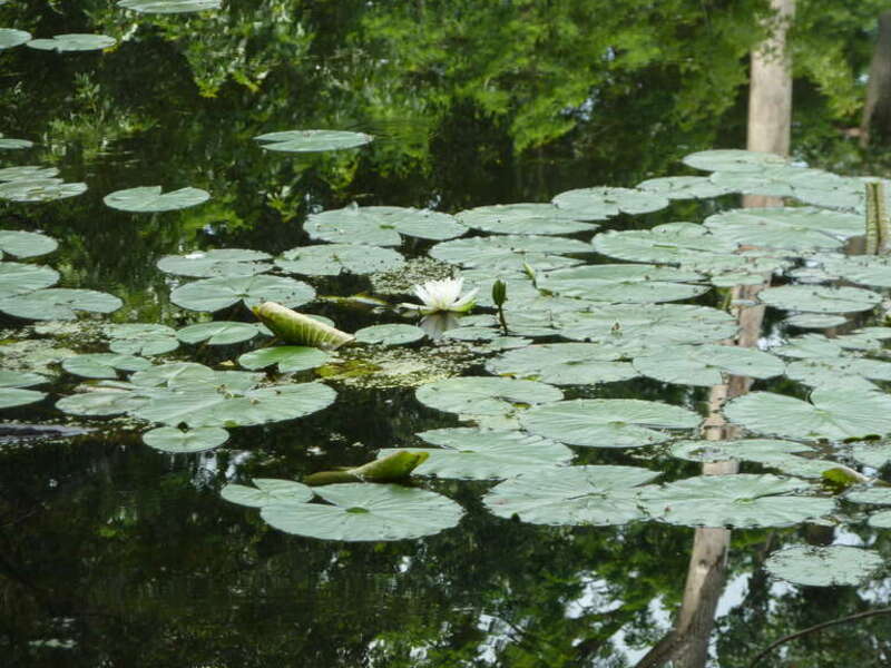 ആമ്പൽക്കുളം