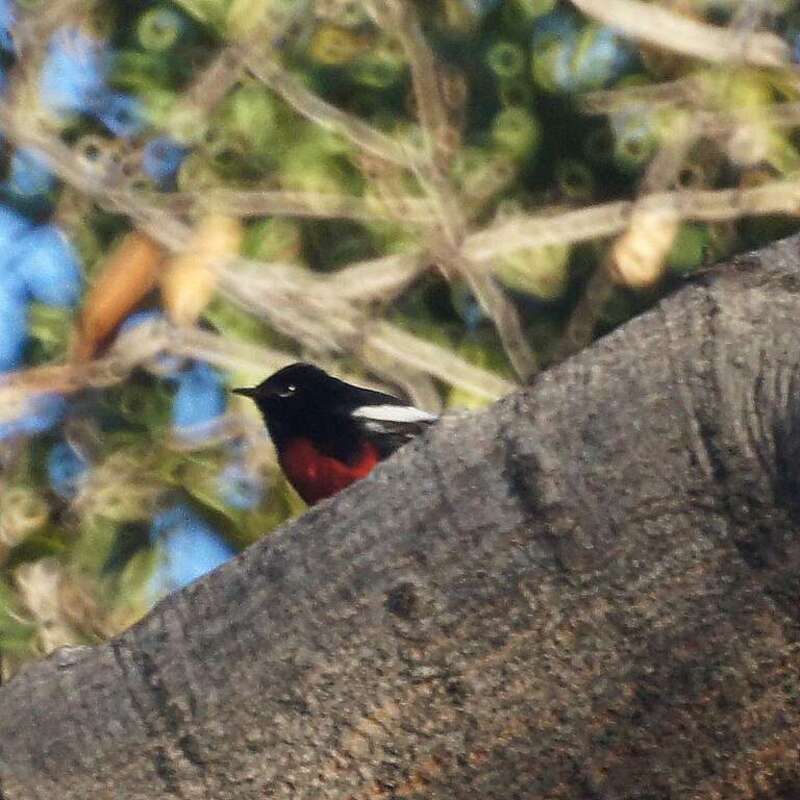 Lacy Park

Pasadena, CA