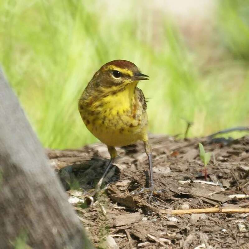 Palm Warbler from Garret Mountain
