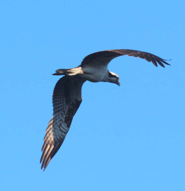 Osprey