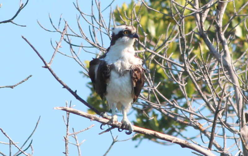 Osprey