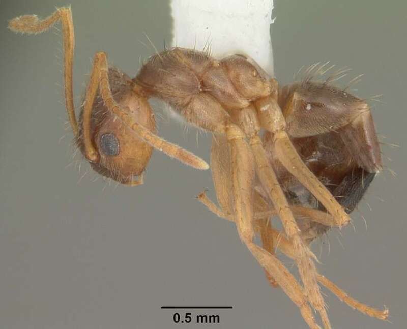 Profile view of ant Paratrechina pubens specimen casent0104254.