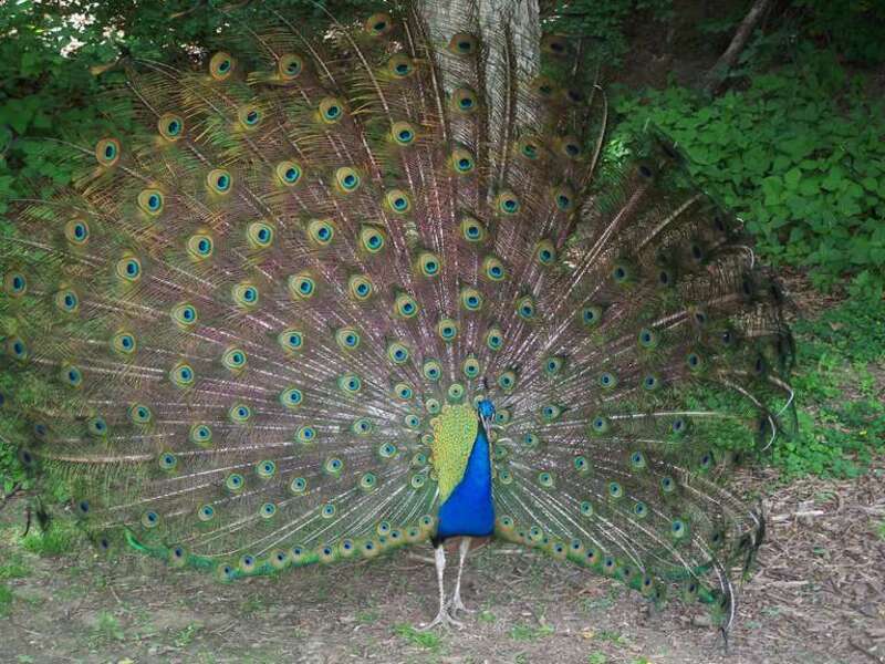 Peacock