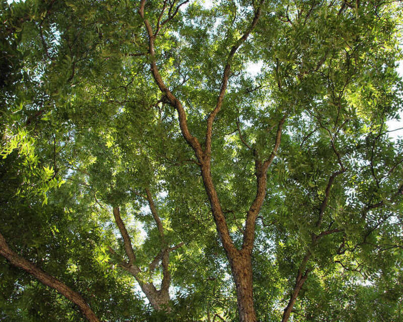 Branches of a pecan tree in Zilker Park, Austin, Texas, United States.