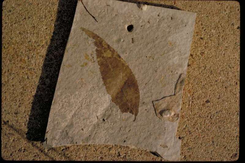 Petrified leaf
A beautiful mountain valley just west of Pikes Peak holds spectacular remnants of the earth's prehistoric life. Huge petrified redwoods and incredibly detailed fossils of ancient insects and plants reveal a very different Colorado of