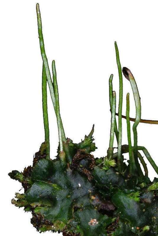 smooth hornwort (Phaeoceros laevis)