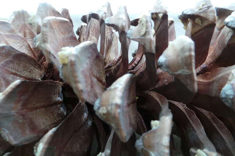 Detail of pinecone