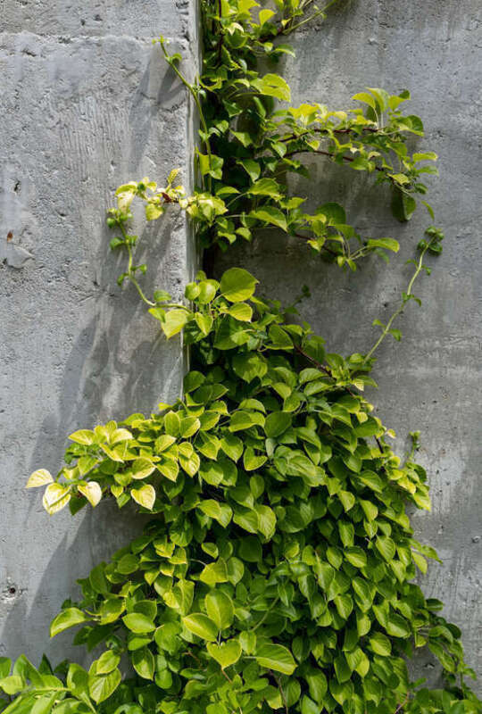 Plant at the 86 This Restaurant terrace, Ellsworth, Maine, US (PPL1-Corrected)