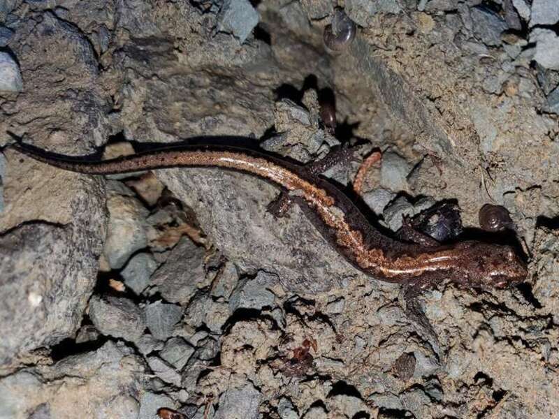 Northern Zigzag Salamander (Plethodon dorsalis). Species of amphibian.