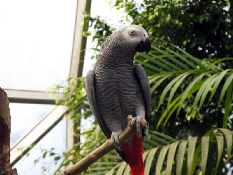 A Congo African Grey Parrot at Topeka Zoo, Kansas, USA.