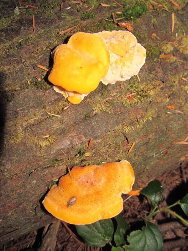 Pycnoporellus fulgens
