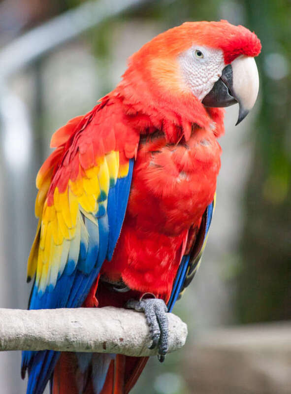 500px provided description: Rainforest Pyramid at Moody Gardens in Galveston, Texas [#parrot ,#rainforest ,#moody gardens]