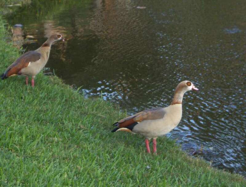 Rare Visitors in Florida, The Egypsian Geese - Inhabituels visiteurs en floride!