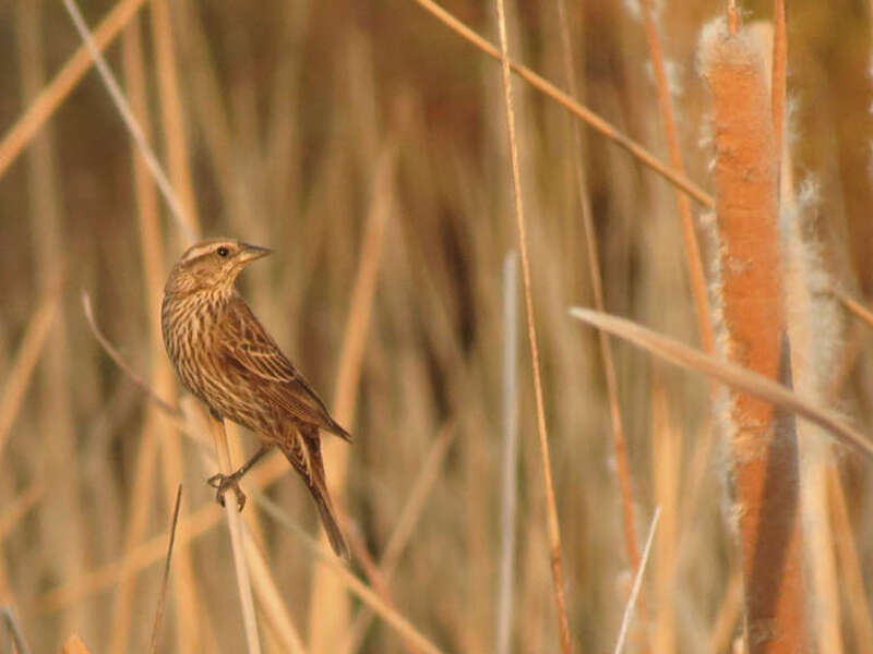 Agelaius phoeniceus female. Sweetwater Wetlands, Tucson, Arizona, USA.