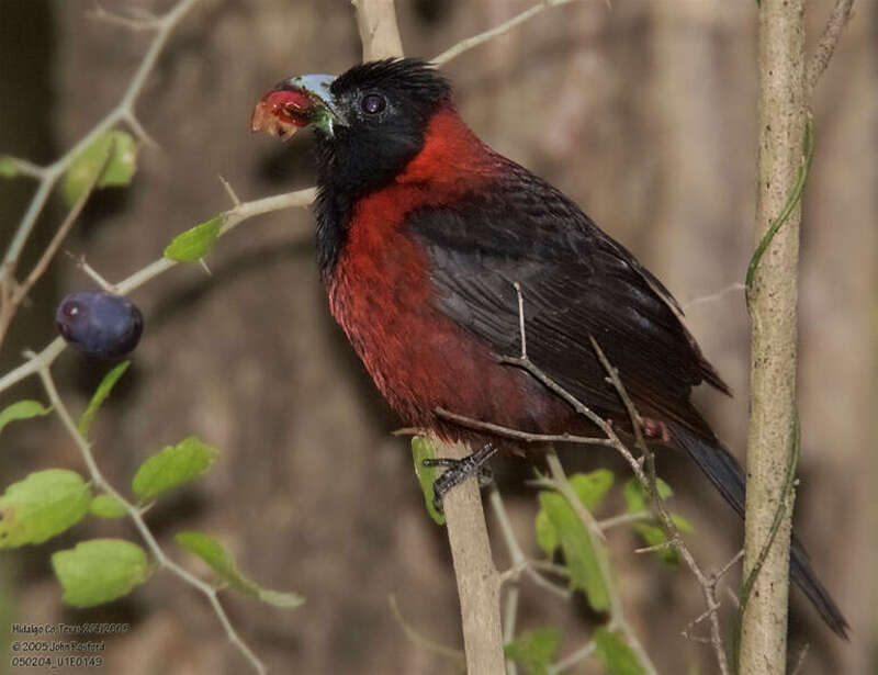 Crimson-collared Grosbeak (Rhodothraupis celaeno)