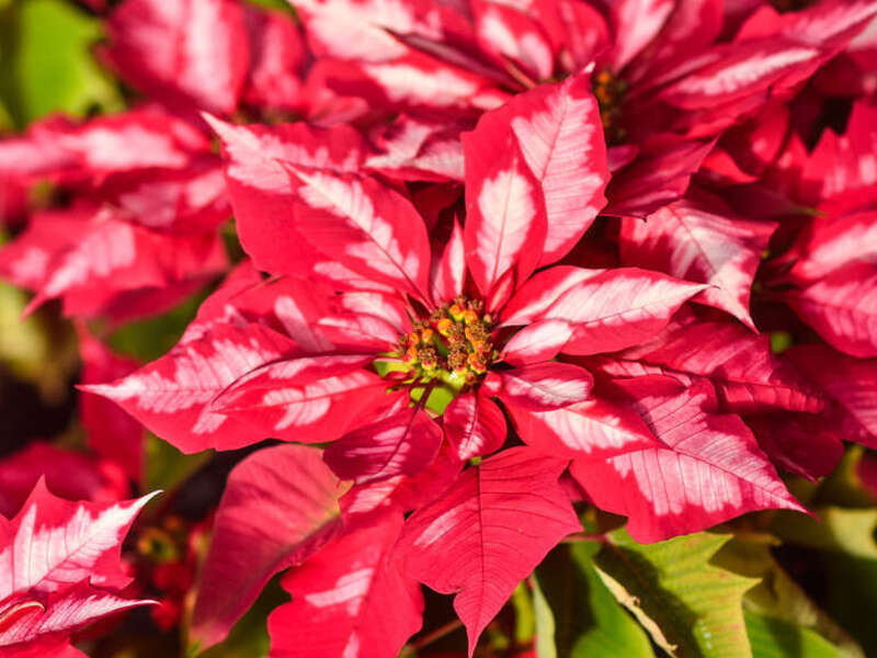 Rockefeller Park Greenhouse