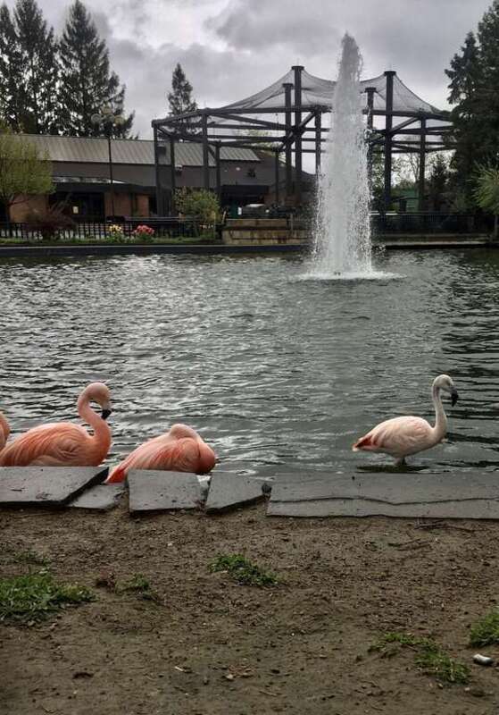 Chilean flamingos (Phoenicopterus chilensis) on display at the Rosamond Gifford Zoo at Burnet Park, Syracuse, New York, as seen in May 2021.