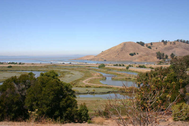 Salt marsh with the Coyote Hills serving as backdrop.