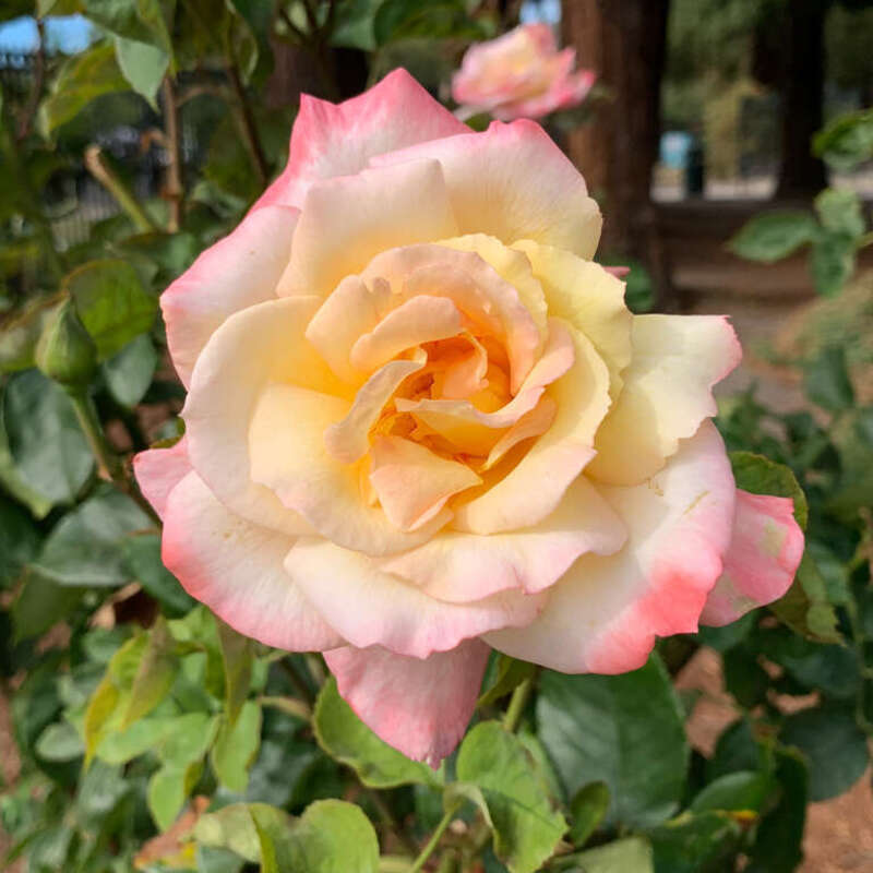 Roses at the San Jose Municipal Rose Garden