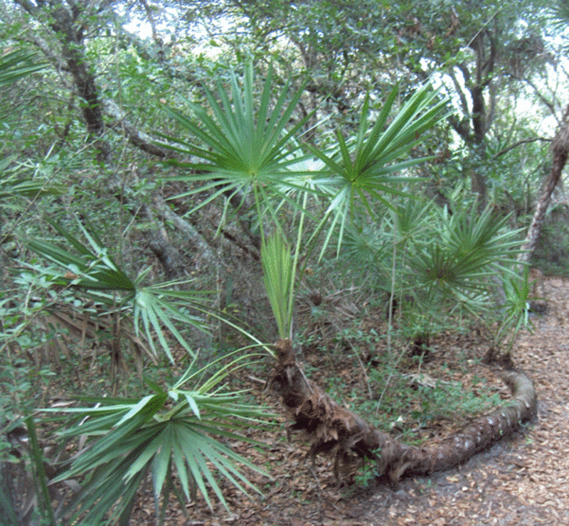 Found in Gamble Rogers State Park, Florida