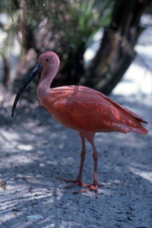 Local call number: COM03374
Title: Scarlet Ibis at Sunken Gardens: St. Petersburg, Florida
Date: September 1978
General Note: The Gardens began in 1903, when plumber and avid gardener George Turner Sr. purchased the six acres that would become a