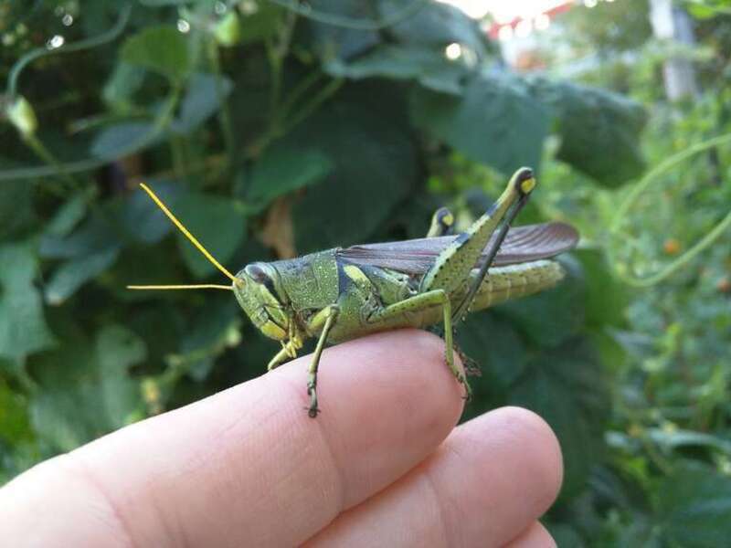 Leather-colored bird grasshopper on a back yard green bean vine in SW Missouri, U.S.A.